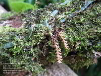 Campylocentrum pachyrrhizum